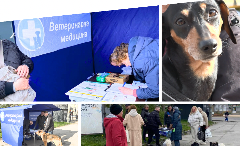 У Вінниці впродовж першого дня вакцинації щепили близько 200 домашніх собак і котів