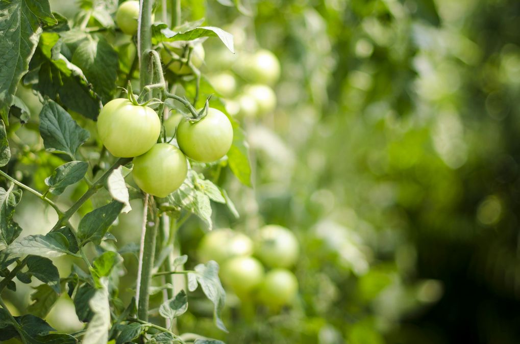 Когда нужно сеять помидоры на рассаду в 2024 году: не пропустите