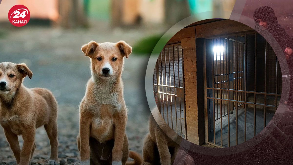 Отправляют детей в спецтюрьмы и готовят собак на фронт: в России шквал циничных инициатив