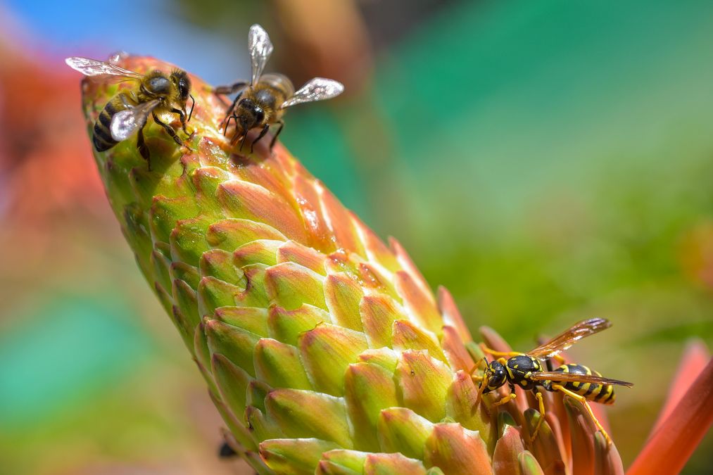 4 лучших способа отпугнуть ос: насекомые боятся этих средств