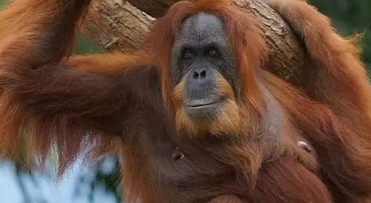 Самый старый орангутанг в мире: несмотря на возраст Белла как подросток – подтверждающие фото