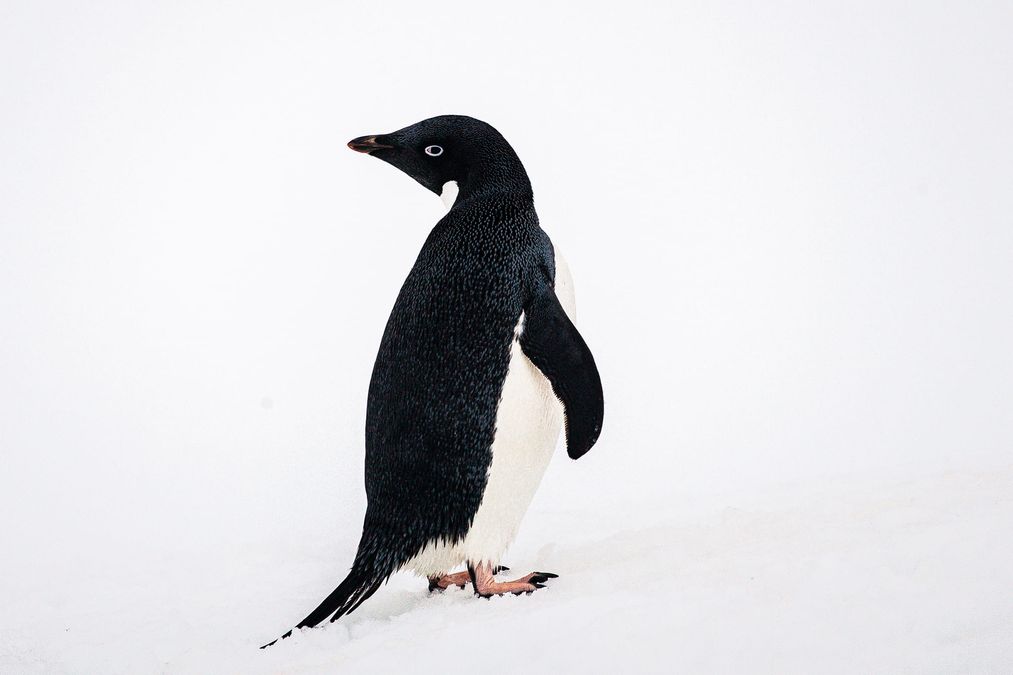 Всемирный день пингвинов: украинские полярники открыли все секреты об этих птицах