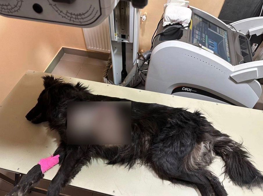 "Достали 3 обломка": как чувствует себя собака, которая была ранена во время ракетного удара по Одесской области
