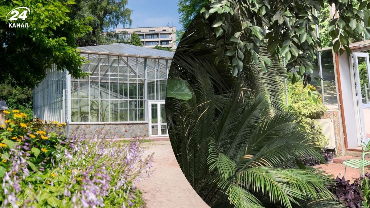 Мини-джунгли в городе: мало кто знает, что в одном из парков Львова растут настоящие бананы