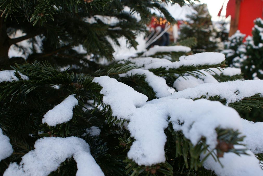 Украину ждут неприятные сюрпризы от погоды: где засыплет мокрым снегом