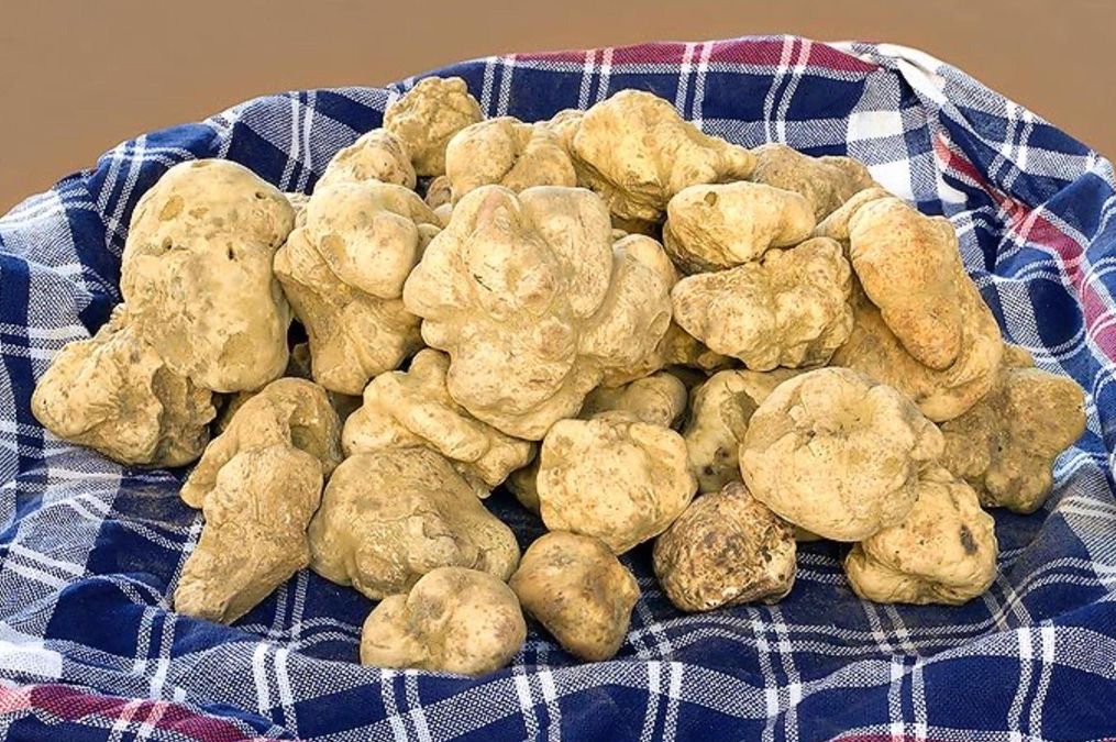 От итальянских трюфелей до китайских лекарственных видов: где растут самые дорогие грибы мира