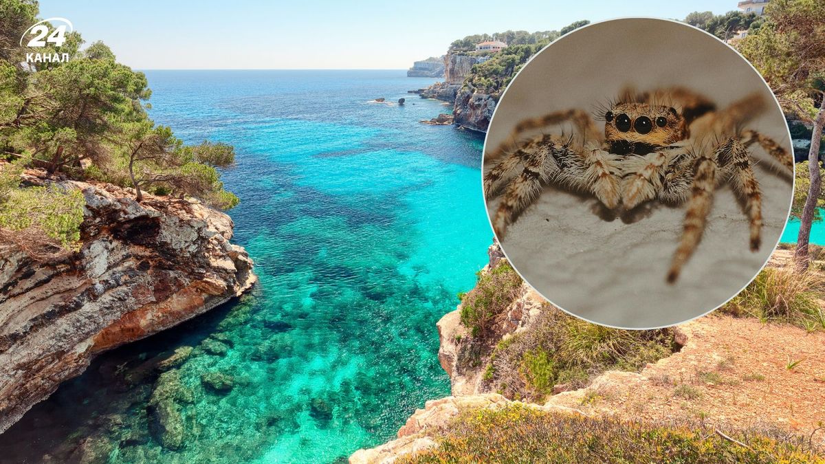 Укус этого паука может иметь серьезные последствия: туристов в Испании предупреждают об опасности