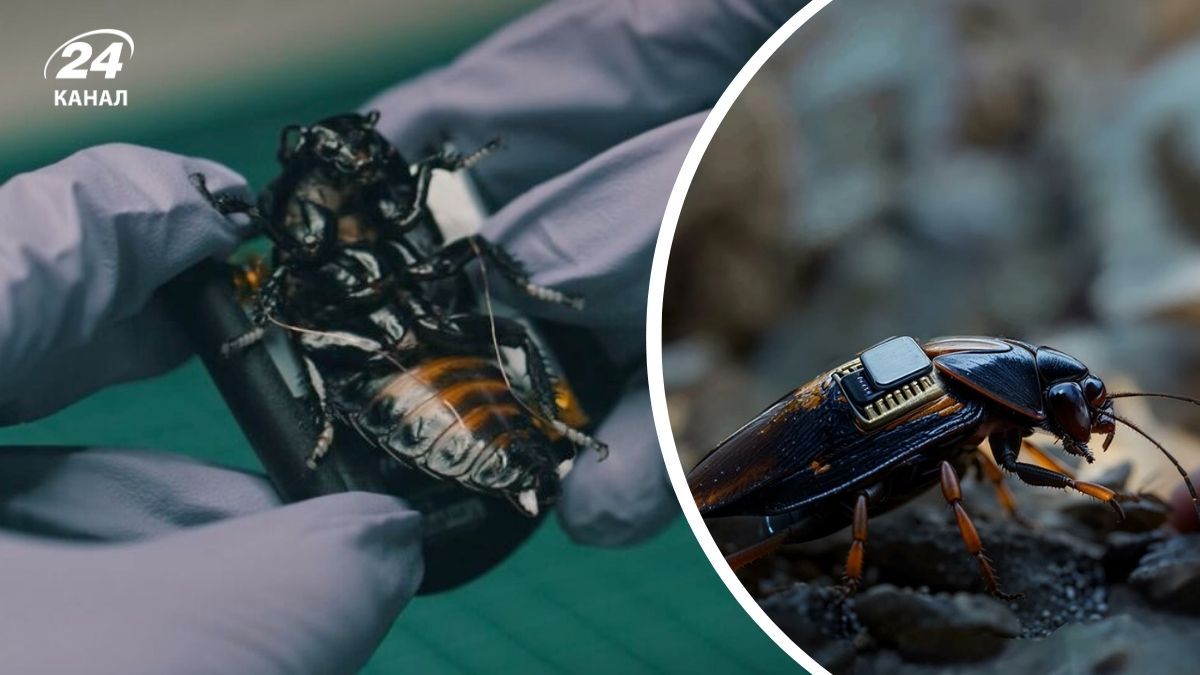 НАТО вооружается тараканами киборгами: их применят для скрытой разведки