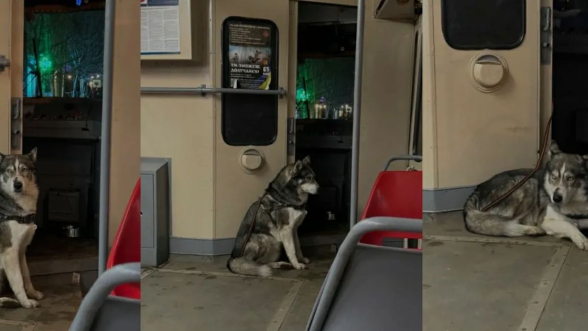 Сеть тронул четвероногий водитель 18 трамвая в Киеве