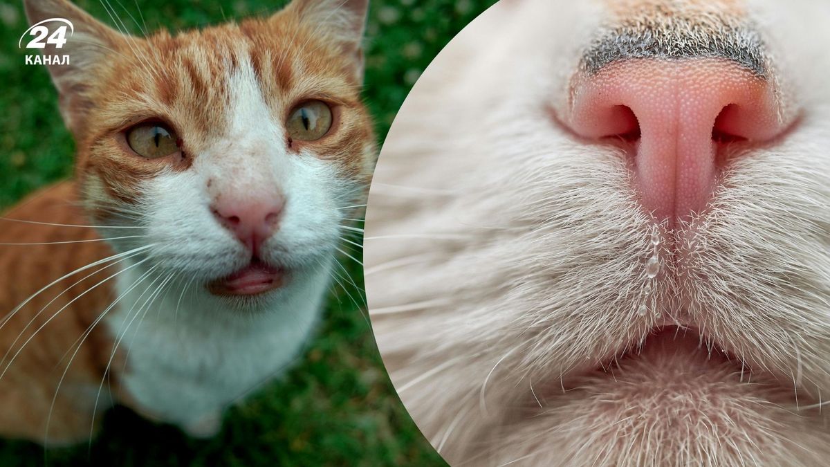 Зачем котам усы и почему их категорически нельзя обрезать