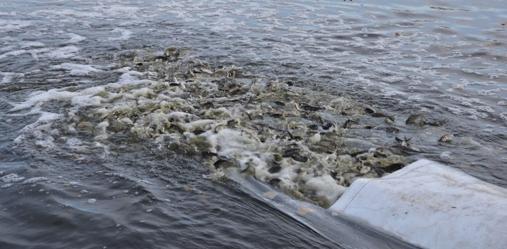 Майже шість тонн риби випустили у Дніпро на Кіровоградщині (ВІДЕО)