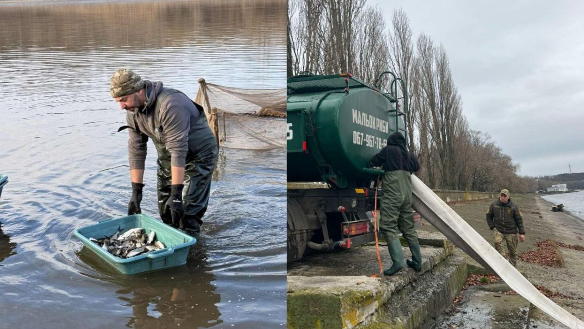 Кременчуцьке водосховище зарибили понад 13 тисячами екземплярів товстолоба