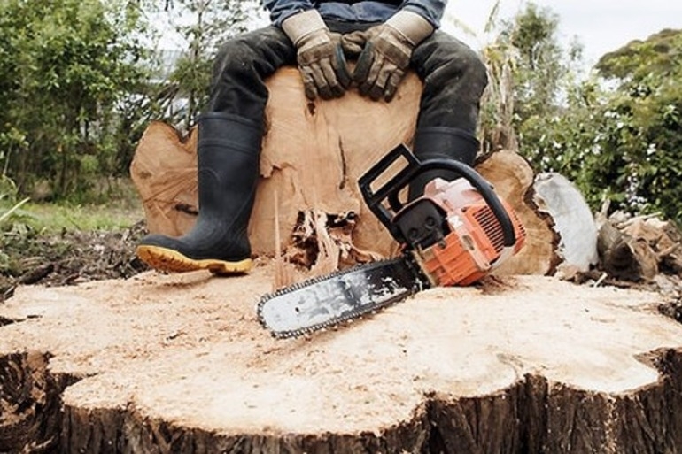На Кіровоградщині двох чоловіків підозрюють у незаконній вирубці лісу