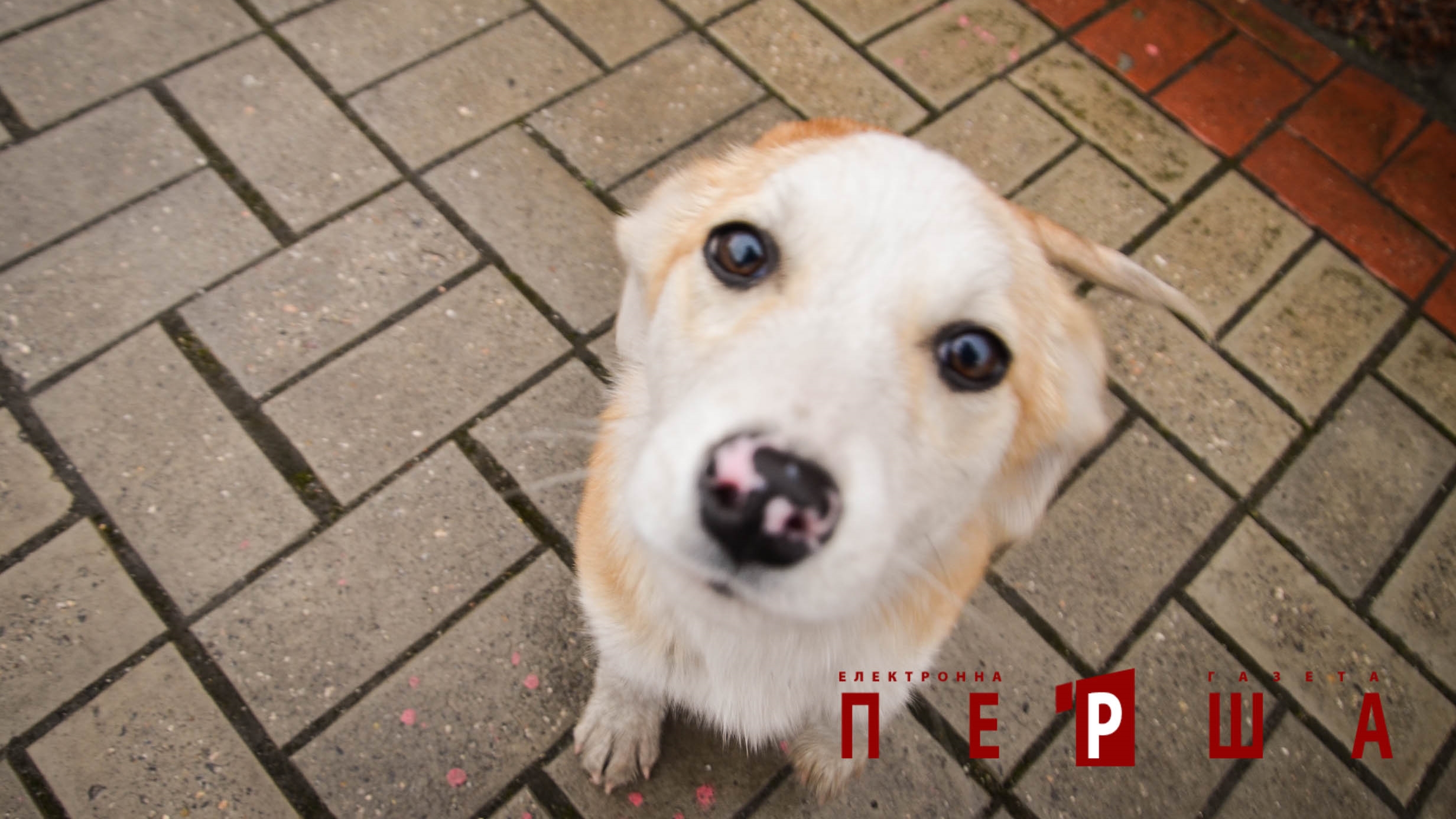 На Кіровоградщині правоохоронці розслідують жорстоке вбивство собаки