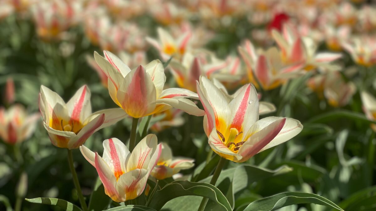 Фестиваль тюльпанів стартував у Кропивницькому Дендропарку (ФОТО)