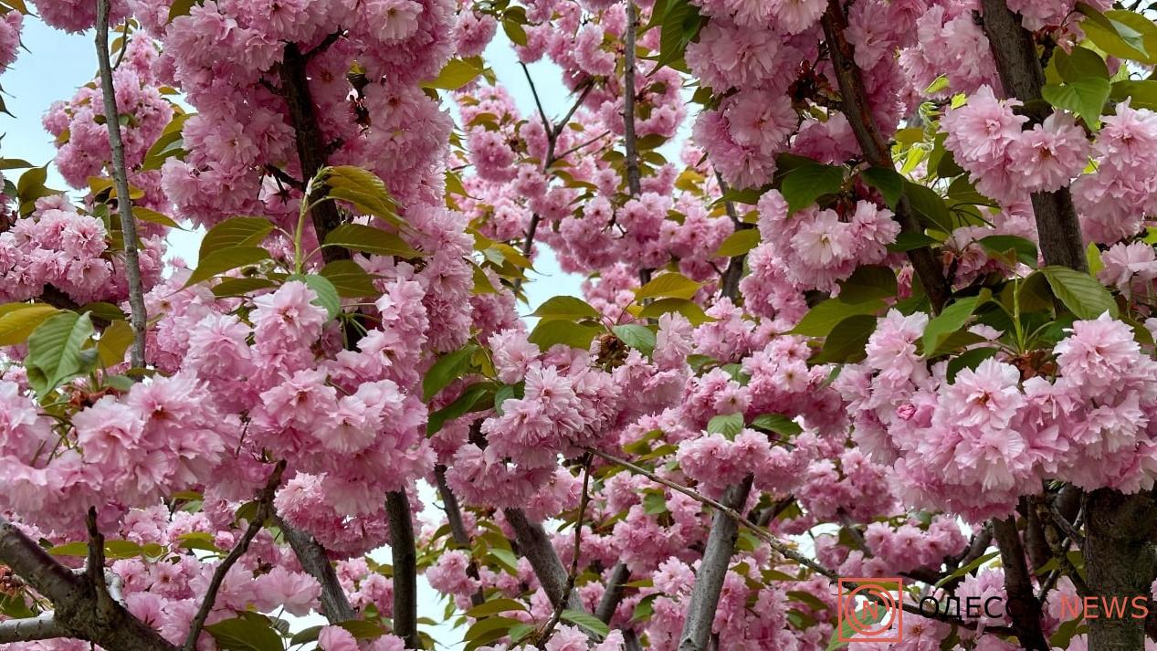 Одесский Ботанический сад проводит праздник весны — «Апрельский Weekend»