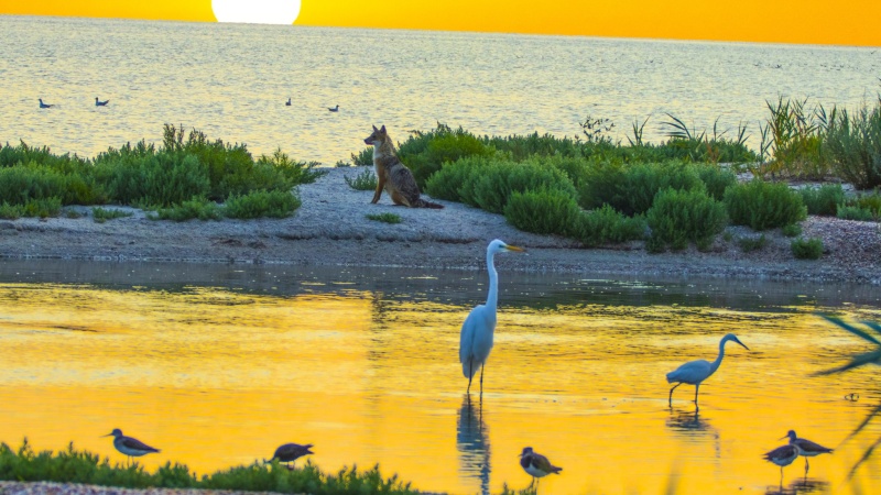 «Тузлівські лимани: війна та мир» (вип.154-й): Природа не має стати розмінною монетою війни