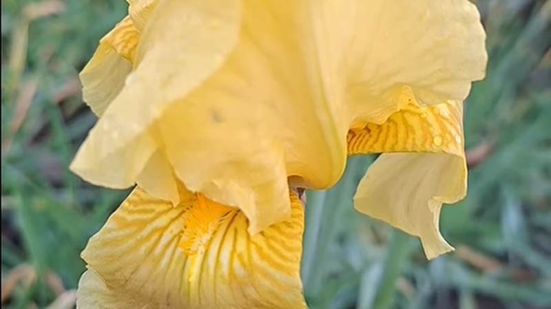 «Тузлівські лимани: війна та мир» (вип.155-й): у грудні на Одещині квітнуть ірис та жимолость