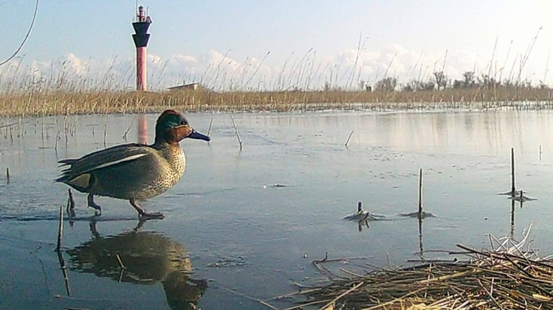 «Тузлівські лимани: війна та мир» (вип.162-й): Блеф і брехня одеської екоінспекції