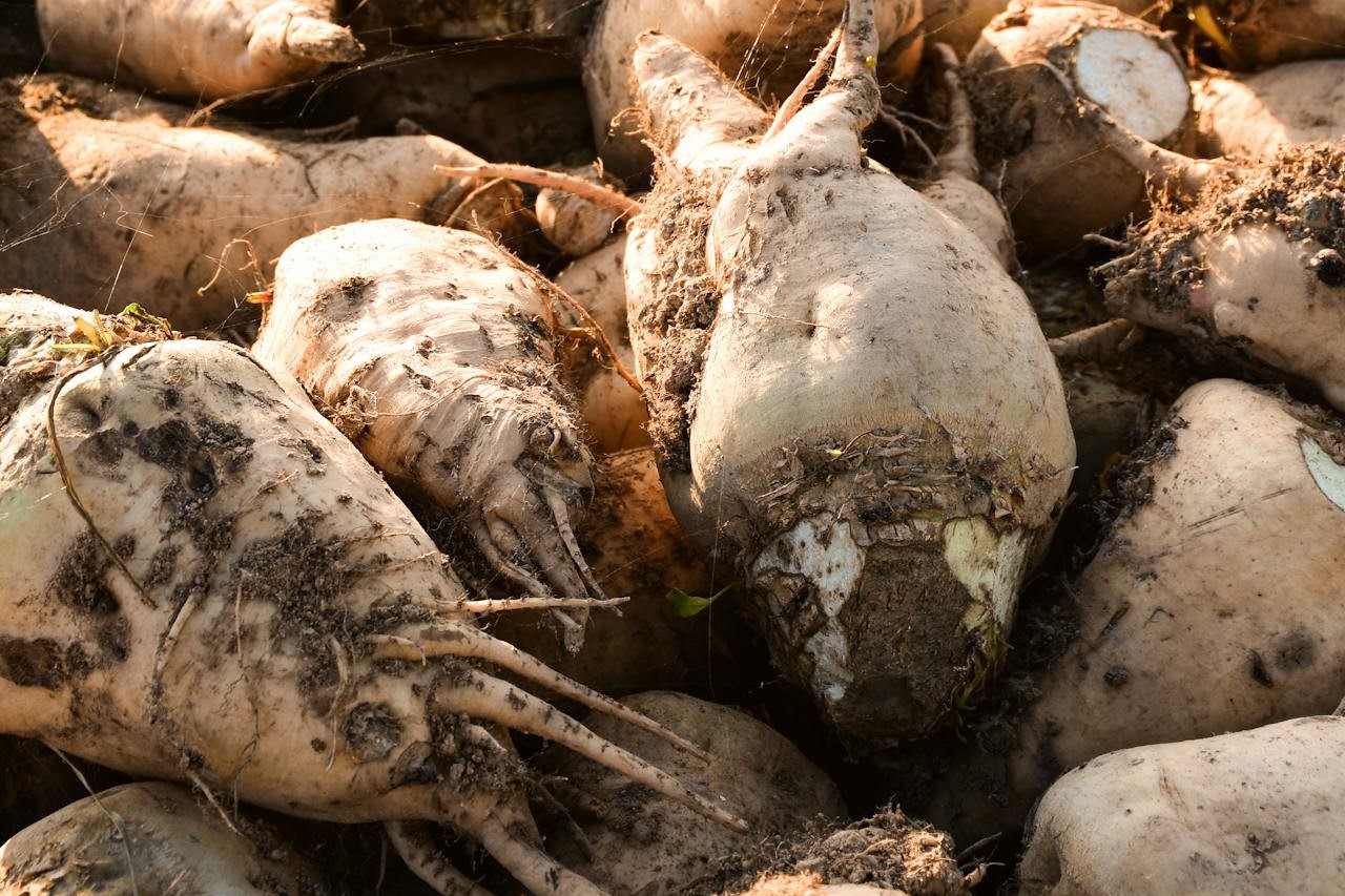 Аграрії Вінниччини зібрали понад 2,2 млн тонн цукрових буряків