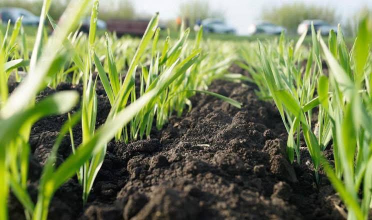 Озимі культури на Вінниччині перезимували стабільно: аграрії готуються до підживлення