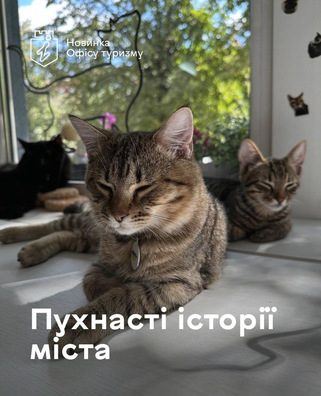 Таємничі котики та квести: Офіс туризму Вінниці проведе інтерактивну екскурсію для дітей