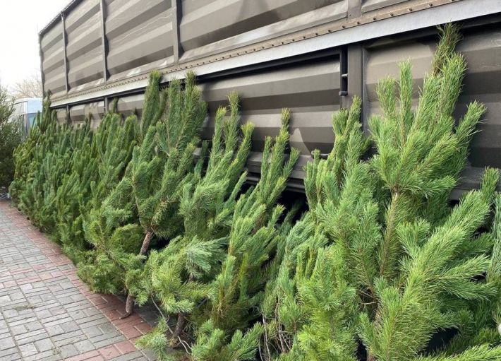 Живая ель за 15 тысяч и сосна за 6: в оккупированном Мелитополе начали работу ёлочные базары (фото, видео)