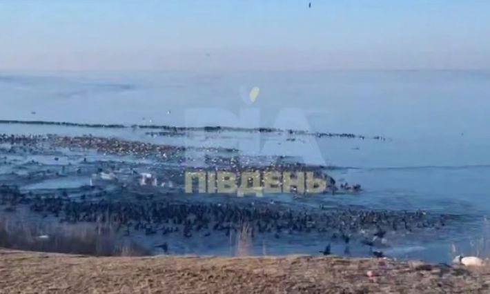 Птичий рай на фоне экоцида: Утлюкский лиман под Мелитополем заполнили тысячи лебедей и гусей (видео)