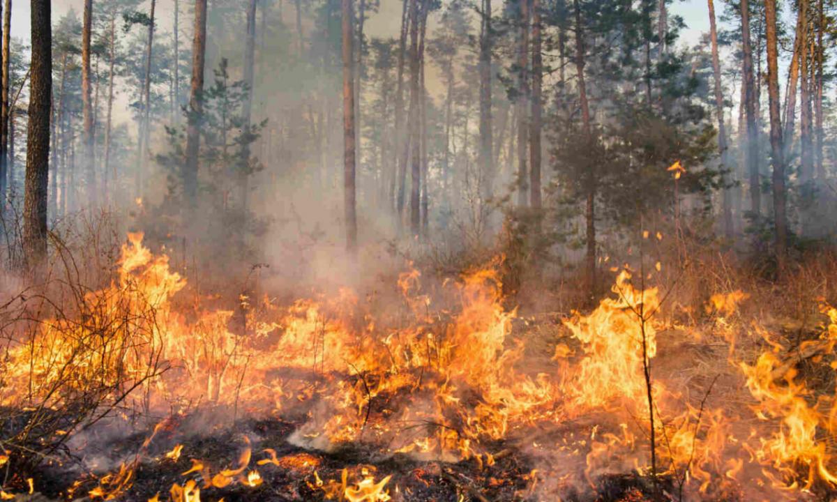 Як лісівники Рівненщини й Волині готуються до пожежонебезпечного періоду