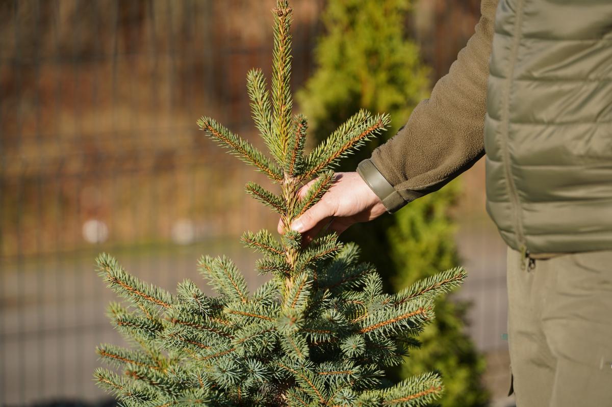На Рівненщині висадили мільярдне дерево в межах програми «Зелена країна»