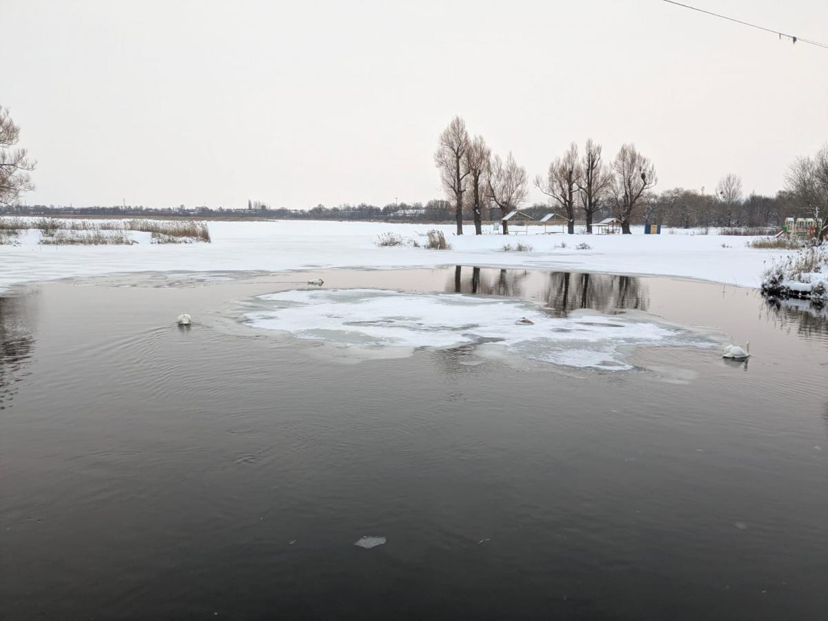Жителів громади на Рівненщині просять не турбувати лебедів, які зимують на водоймі (ВІДЕО)