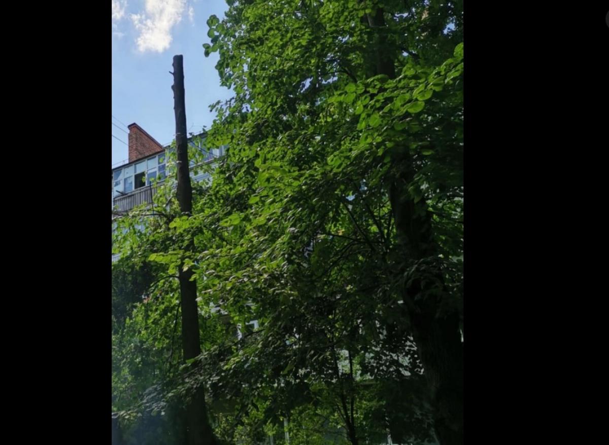 Екоінспекція подала позов на 1,9 тис. грн за пошкодження дерев під час кронування у Рівному