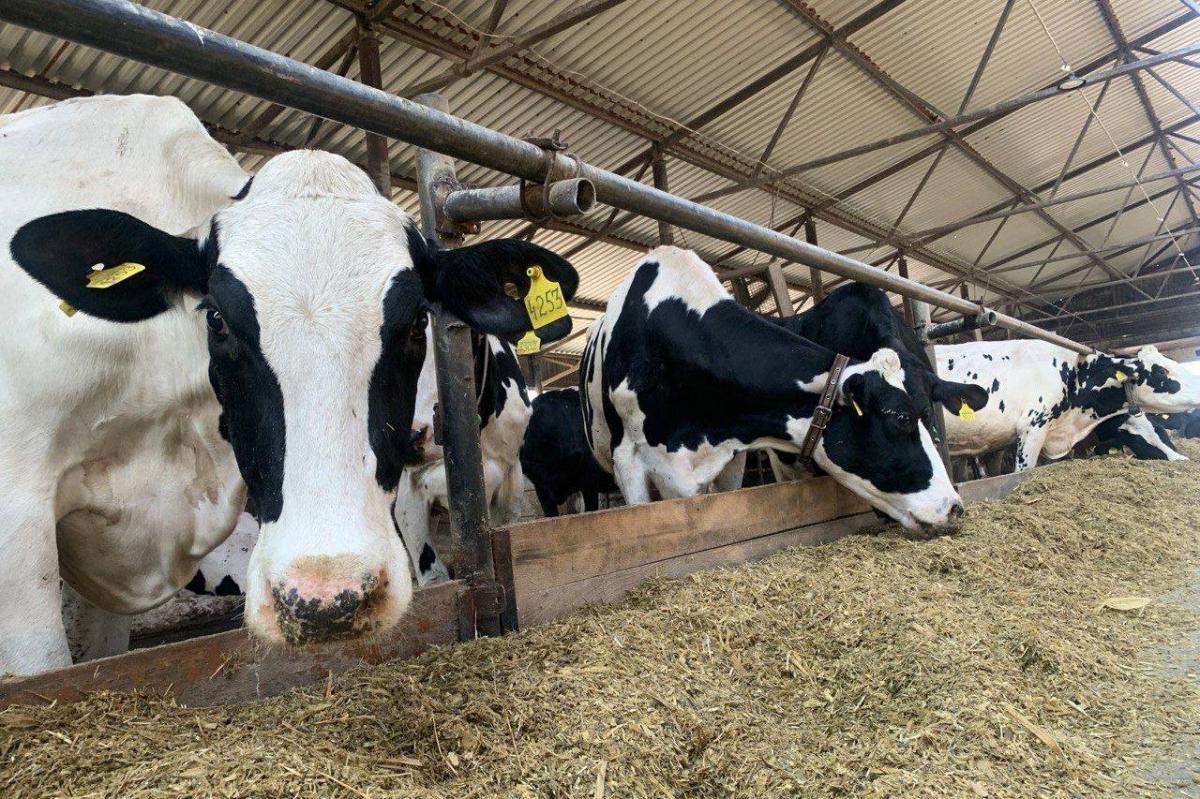 Рівненщина — лідер в Україні за зростанням поголів’я корів