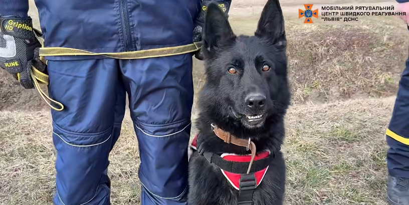 Пішла і не повернулась. На Львівщині службовий пес знайшов жінку, яку шукали більше тижня (ВІДЕО)