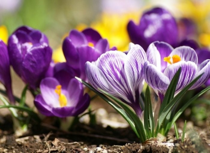 Весна начинается с тепла: завтра в Николаевской области ожидается до +13°C