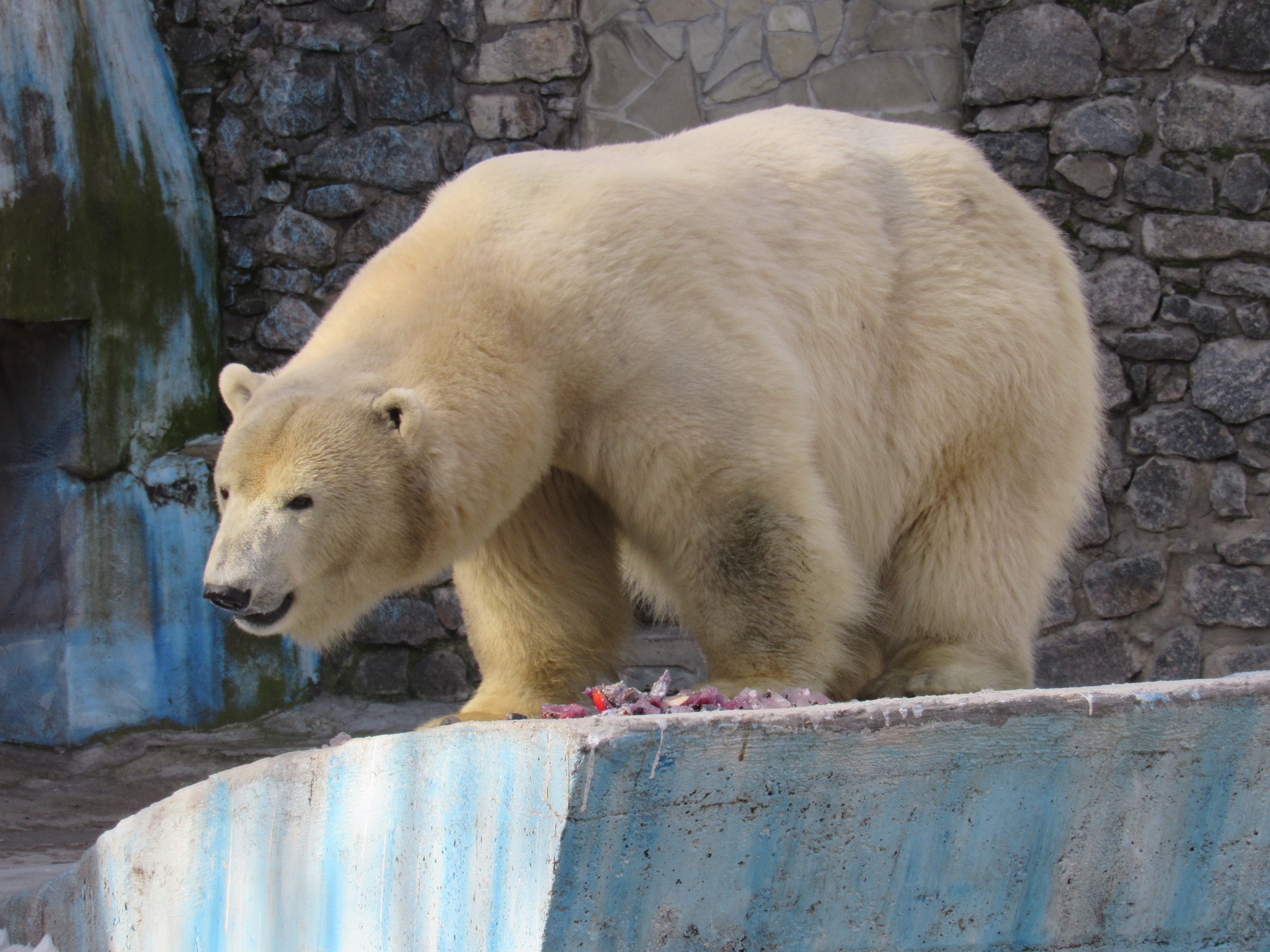 Миколаївський зоопарк виховав кінозірку: полярні ведмеді стали гордістю міста