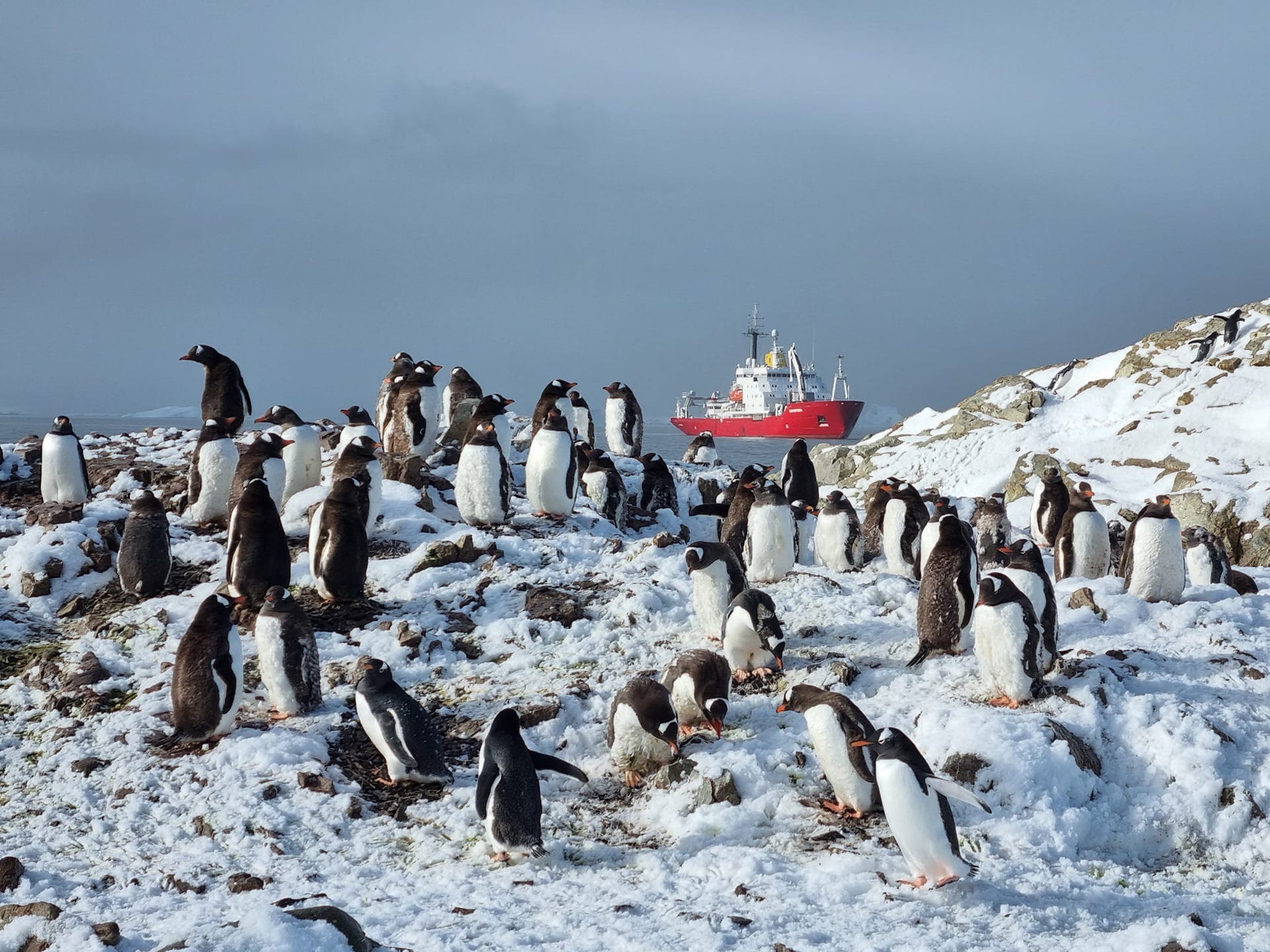 Українські полярники нарахували рекордну кількість пінгвінів: фото