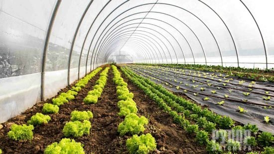 Розвиток тепличного господарства — нові можливості для аграріїв Житомирщини