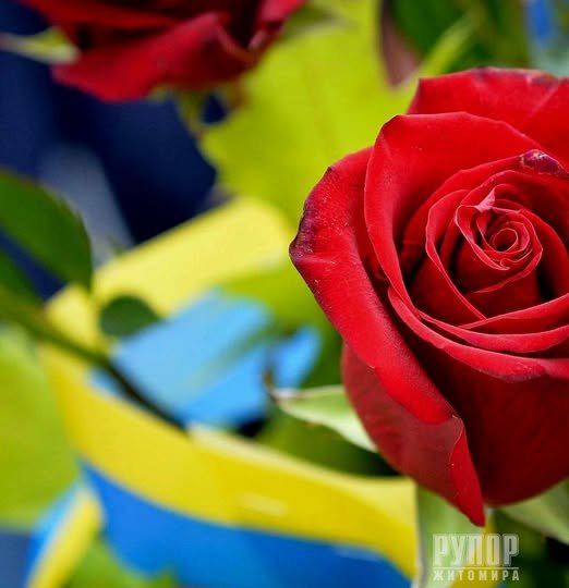 Лише через 20 місяців Герой на щиті повернувся до Житомира