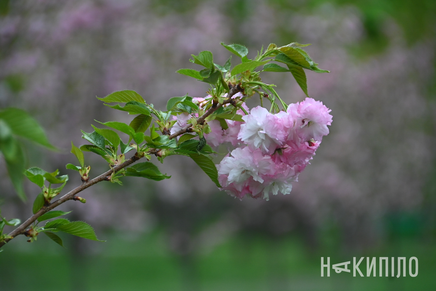 У парку Харкова квітнуть сакури
