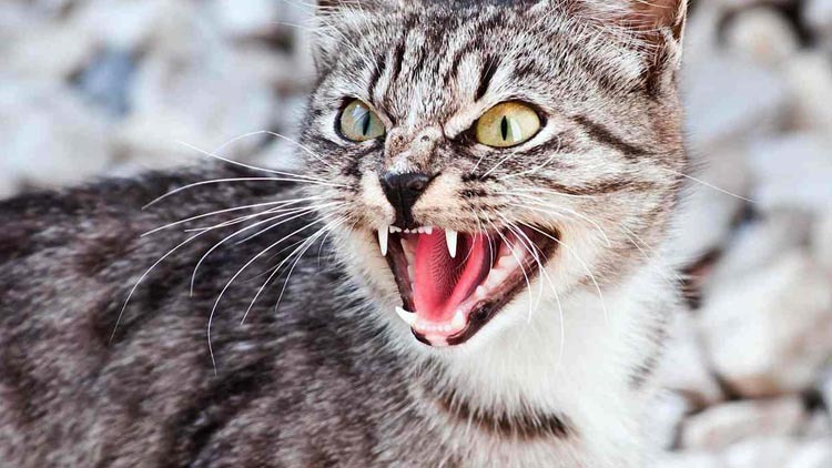 На Волині запровадили карантин: небезпечна хвороба у кота мобілізувала ветеринарів