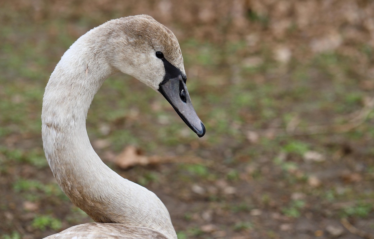 Зупинив потік машин: у Луцьку посеред жвавої траси помітили дивного пішохода (відео)
