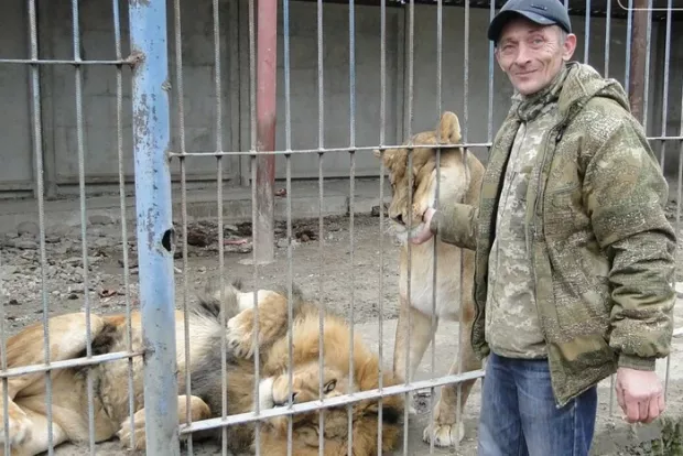 Не мав ані дозволу, ані умов: У Хмельницькому арештовано власника левиць, які втекли з вольєру (фото)