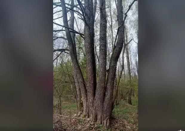 Пальці велетня: У лісі на Волині росте унікальне дерево з сімома стовбурами (відео)