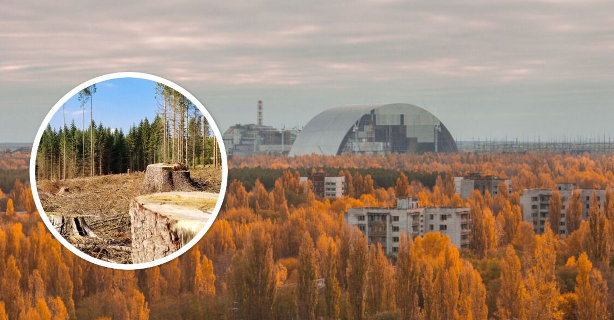 "Дерибан" Чернобыльского леса: ГБР открыло дело о незаконной вырубке 3 тысяч деревьев