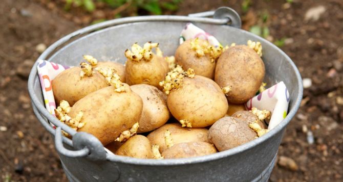 Як посадити картоплю в середині червня: особистий досвід і поради для українських городників