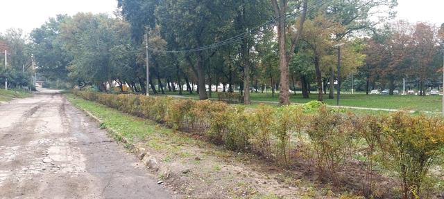 Півтори тисячі кущів спіреї висадять в одному з парків Кропивницького (ФОТО)