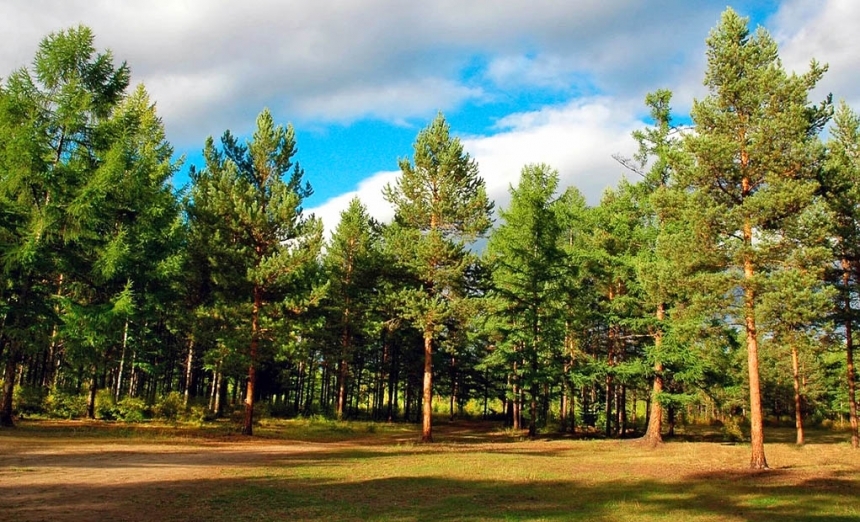 В Николаевской области участок леса незаконно передали под сельхозработы