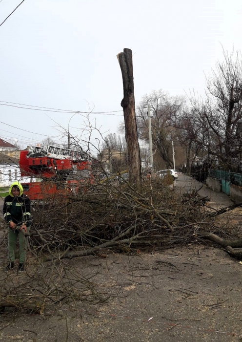 КП «Николаевские парки» оставило от деревьев стволы и щепки: экоинспекция выписала штраф