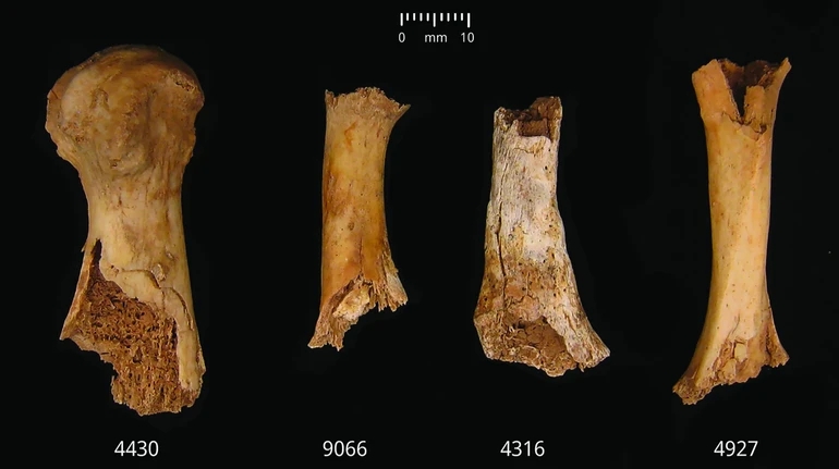 Исследователи нашли на костях людей бронзового века следы каннибализма